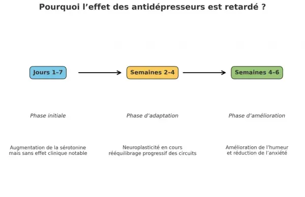 Schéma expliquant le délai d'action des antidépresseurs : phase initiale (Jours 1-7), phase d'adaptation (Semaines 2-4) et phase d'amélioration (Semaines 4-6). Les antidépresseurs ont changé ma vie.