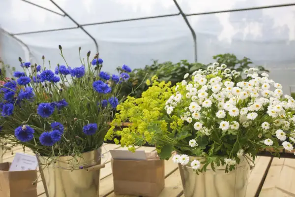 Blåklint och vita prästkragar i hinkar, vackra sommarblommor i kruka som lyser upp i växthuset.