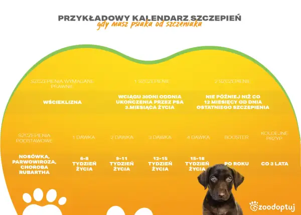 Kalendarz szczepień szczeniaka: podstawowe, wścieklizna, nosówka, parwowiroza. Zadbaj o zdrowie swojego pupila od pierwszych dni życia.