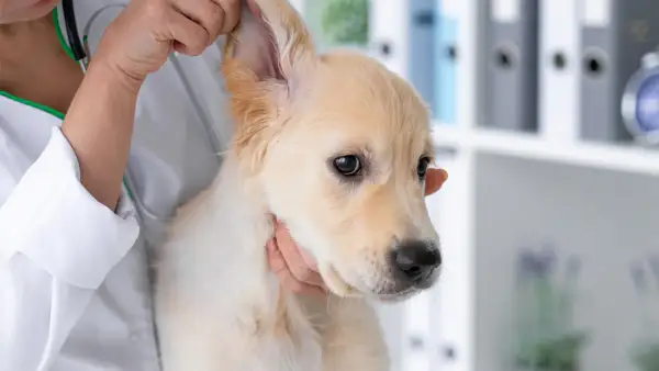 Tierarzt untersucht einen jungen Hund mit geschwollenem Ohr.