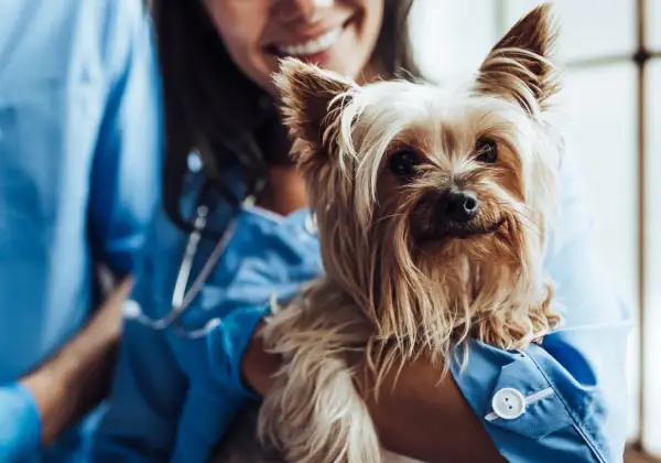 En söt yorkshireterrier undersöks av en veterinär. Hunden ser lite orolig ut, kanske har den ont i svansen.