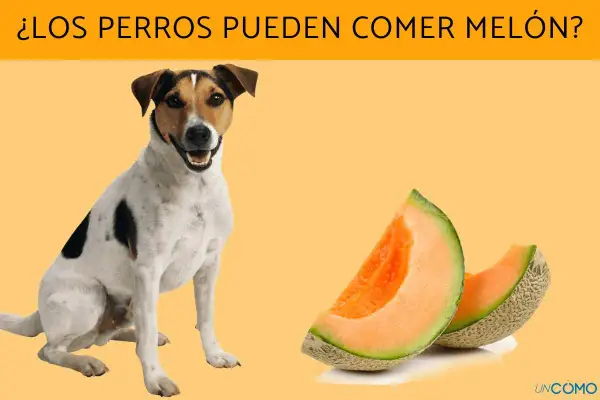 Un perro mira dos trozos de melón. ¿Los perros pueden comer melón?