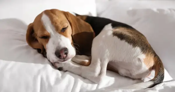 Schlafender Beagle-Welpe auf weißer Decke. Geduld ist der Schlüssel, um den Hund stubenrein zu bekommen.
