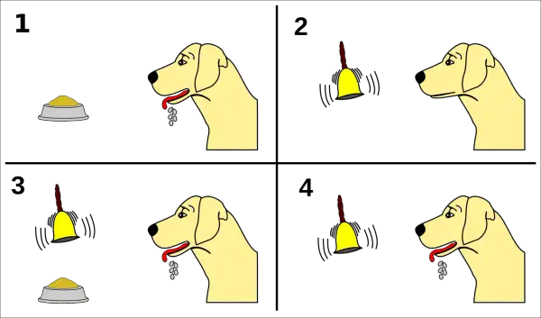 Hund sabbert bei Futter, dann bei Klingel. Nach mehrmaligem Klingeln sabbert er schon bei der Klingel. Klassische Konditionierung Hund.