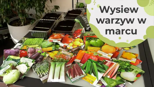 Jakie warzywa sadzimy w marcu? Oto najlepsze wybory na wiosnę