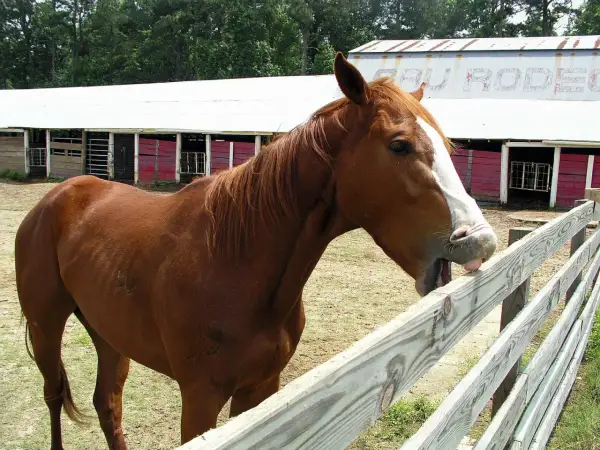 Brązowy koń z białą strzałką na pysku pochyla się nad płotem, pokazując język. W tle widać stajnie i napis "RODEO".