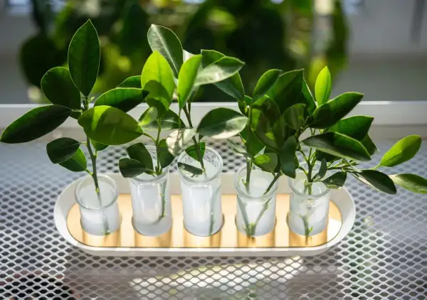 Cinco esquejes de plantas verdes en pequeños vasos con agua, listos para enraizar.