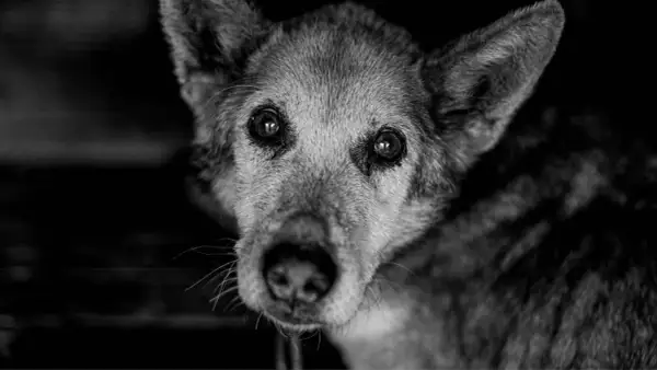 Primer plano de un perro anciano con ojos tristes. La imagen evoca la pregunta: cuanto dura un perro agonizando.