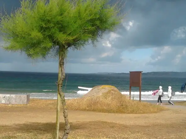 Árbol verde en la playa a lanzada, con el mar y dos personas caminando.