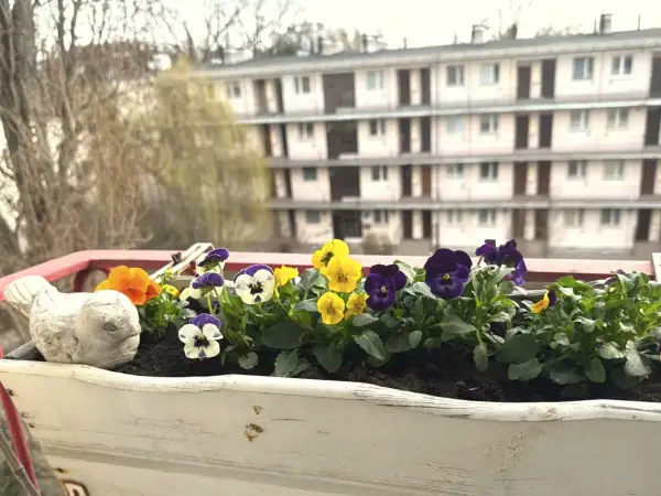 Kolorowe bratki na balkonie, w białej skrzynce, obok ceramicznego ptaszka. W tle widać blok mieszkalny.