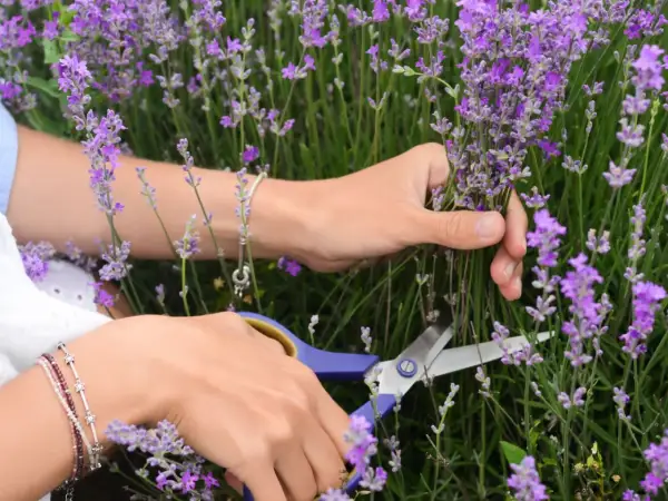 Hände schneiden Lavendel. Die beste Zeit, wann schneidet man Lavendel, ist kurz vor der vollen Blüte, um das Aroma zu erhalten.