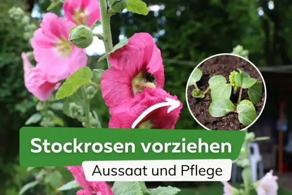 Stockrosen vorziehen: Aussaat und Pflege. Kleine Stockrosen-Keimlinge wachsen aus der Erde, während eine Biene eine blühende Stockrose besucht.