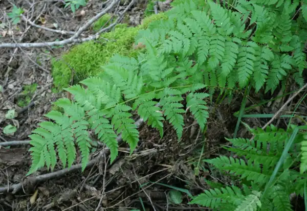 Feuilles vertes et découpées de fougère Thelypteris palustris, poussant dans un sol forestier humide avec de la mousse.