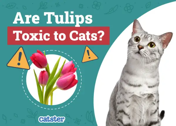 A curious cat looks up at pink tulips, with text asking "Are Tulips Toxic to Cats?".
