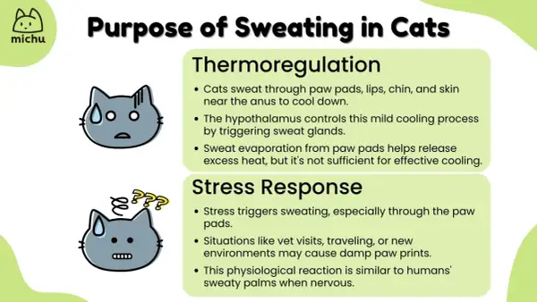 Cats sweat through paw pads, lips, chin, and skin near the anus for thermoregulation and stress response. This helps them cool down and can cause damp paw prints when nervous.