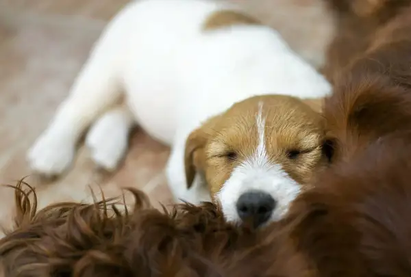 Śpiący szczeniak Jack Russell Terrier wtulony w brązowe futro. Idealny przykład, jak wyciszyć szczeniaka – w ramionach mamy.