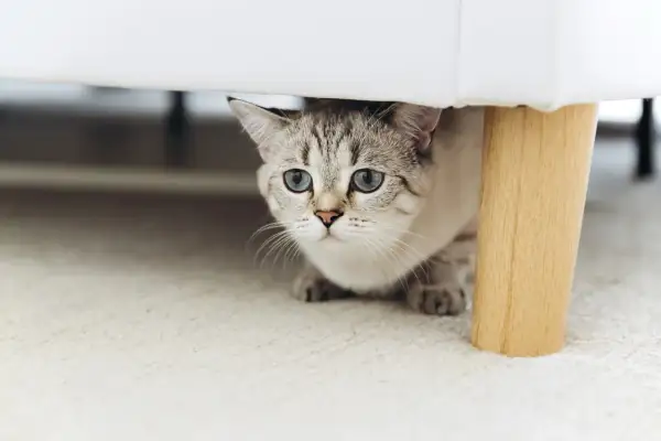 Eine scheue Katze mit blauen Augen schaut unter ein Sofa. Sie zieht gerade ein und erkundet ihr neues Zuhause.