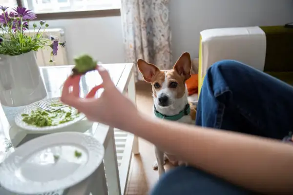 Ein Hund schaut hoffnungsvoll auf ein Stück Avocado, das ihm angeboten wird. Darf ein Hund Avocado essen?