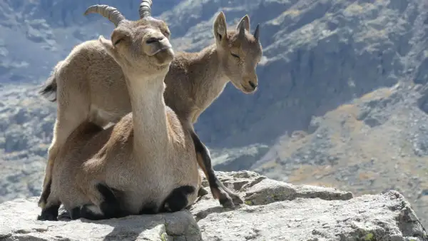Dos cabras montesas descansan en las rocas, una con los ojos cerrados y la otra mirando hacia abajo.
