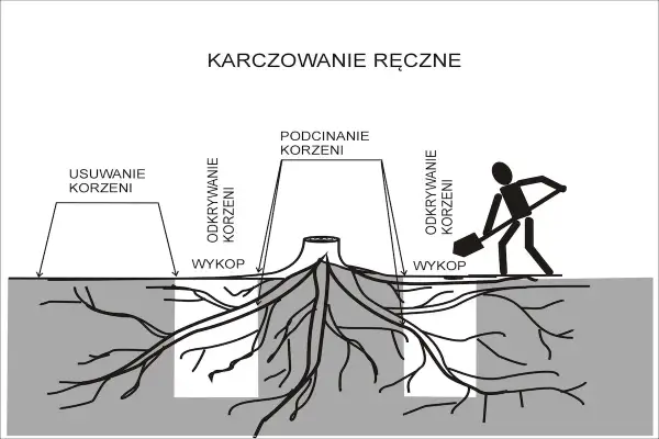 Ilustracja pokazuje ręczne usuwanie korzeni drzew. Widoczne są etapy: odkrywanie korzeni, podcinanie korzeni i wykopy.