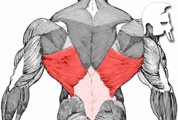 Rückenansicht mit hervorgehobenem Latissimus dorsi. Die roten Bereiche zeigen die breiten Rückenmuskeln, die für eine V-Form des Rückens wichtig sind.