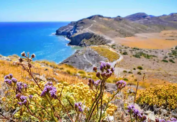 Flores moradas y amarillas en primer plano, con el mar azul y las colinas del morrón de los genoveses al fondo.