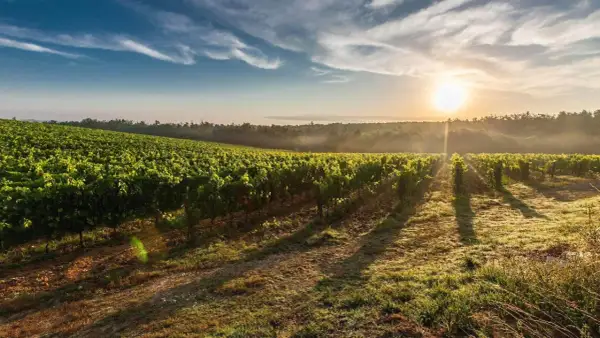 Morgendlicher Sonnenschein beleuchtet eine weitläufige Weinrebenlandschaft. Der **terroir wein** spiegelt die einzigartige Bodenbeschaffenheit und das Klima wider.