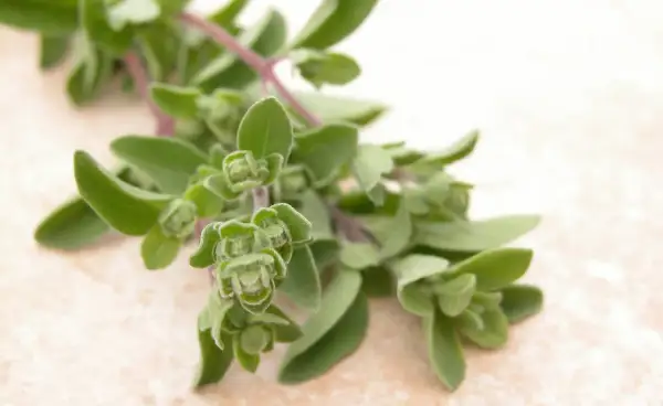 Frische Majoran-Zweige, bereit zum Majoran ernten. Die grünen Blätter und Knospen sind nah aufgenommen.