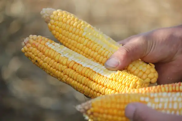 Mains tenant des épis de maïs prêts pour l'ensilage. Le maïs est jaune vif, avec des grains serrés.