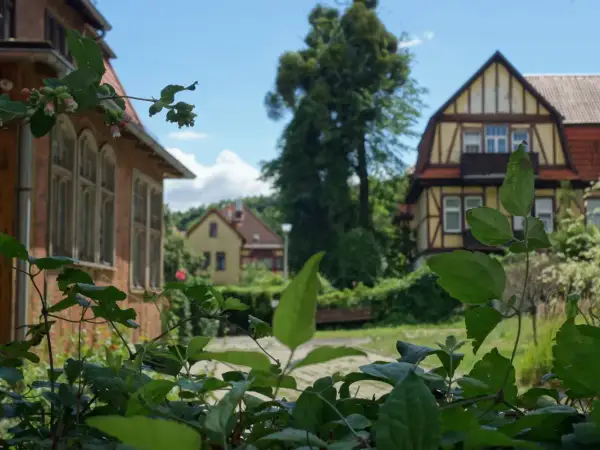 Zielone liście i pąki kwiatów na tle urokliwych kamienic w Gdańsku Aniołkach.