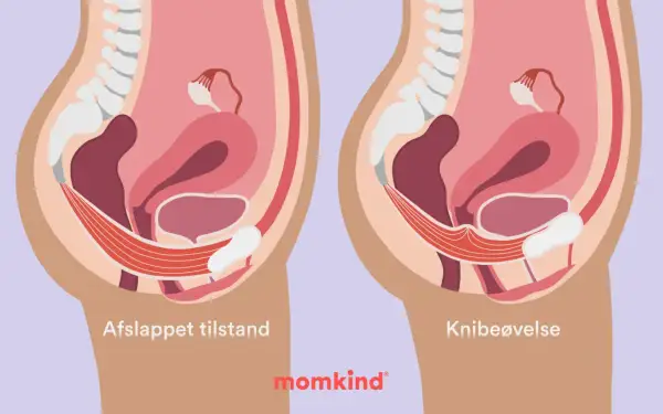 Bilder visar bäckenbottenmuskulaturen. Vart sitter blygdbenet gravid? Det sitter framtill i bäckenet, under urinblåsan.