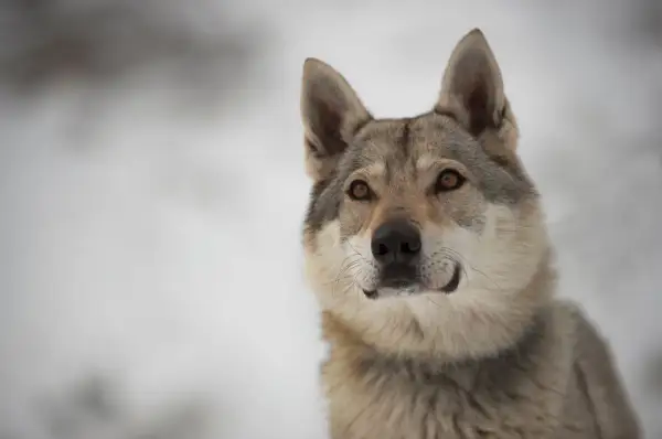 Wilczak czechosłowacki o przenikliwym spojrzeniu, z uszami postawionymi na sztorc, wygląda zza zaspy śnieżnej.