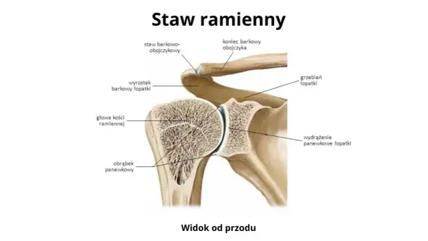Anatomia stawu ramiennego: głowa kości ramiennej i panewka łopatki tworzą staw ramienny, a obojczyk łączy się z łopatką w stawie barkowo-obojczykowym.