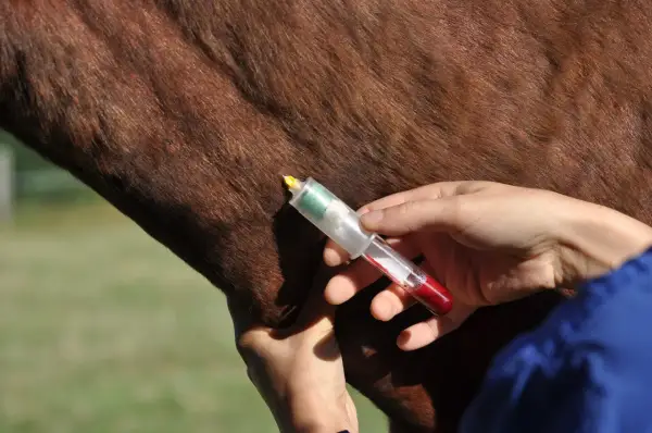 Prélèvement sanguin sur un cheval, possiblement pour un contrôle anti-dopage dans le cadre d'une course à pied.