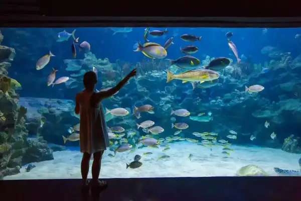 Dziewczynka zachwycona podwodnym światem w oceanarium Rewal, wskazuje na ławicę kolorowych ryb.
