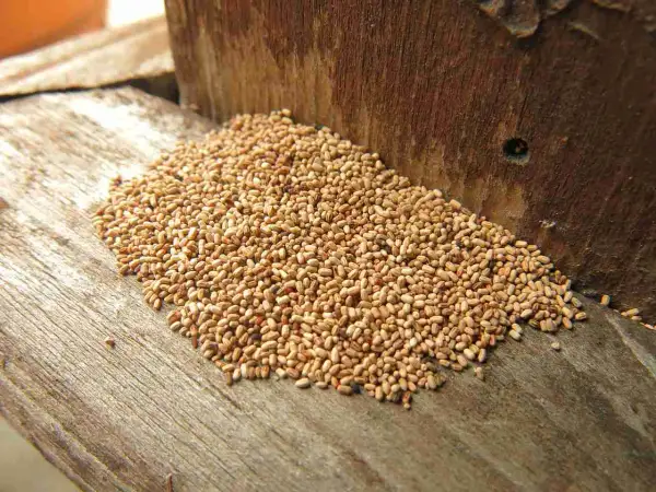 Cumulo di piccoli escrementi chiari su legno grezzo, segno di infestazione da termiti del legno.