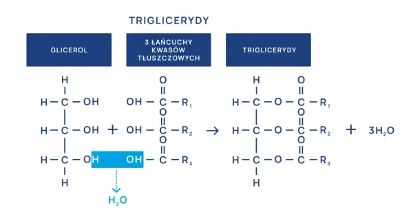 Schemat syntezy trójglicerydów z glicerolu i kwasów tłuszczowych. Norma trójglicerydów jest kluczowa dla zdrowia.