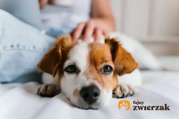 Uroczy piesek leży na łóżku, głaskany przez właściciela. Zastanawiasz się nad ludzkim calcium dla psa dawkowanie?