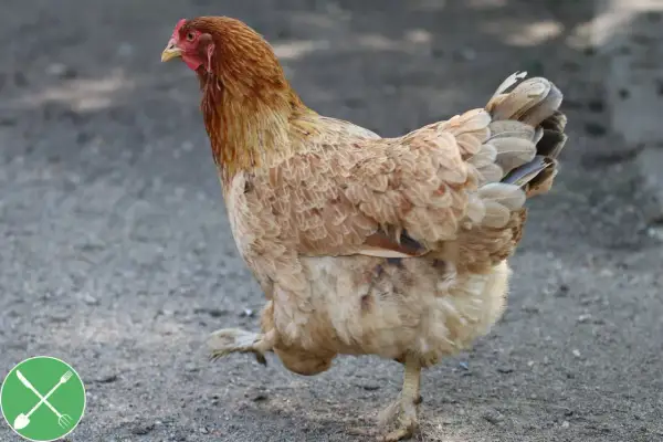 Ein braunes Huhn der Rasse Rhode Island Red stolziert über den Boden.