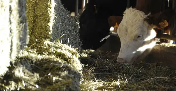 Mucca bianca e nera mangia il foraggio, cibo essenziale per il bestiame.