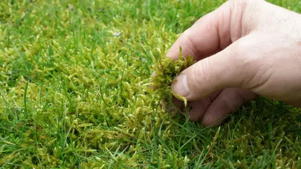 Eine Hand entfernt Moos aus dem Rasen. Dies ist ein Schritt, um den Rasen zu kalken und ihn gesünder zu machen.