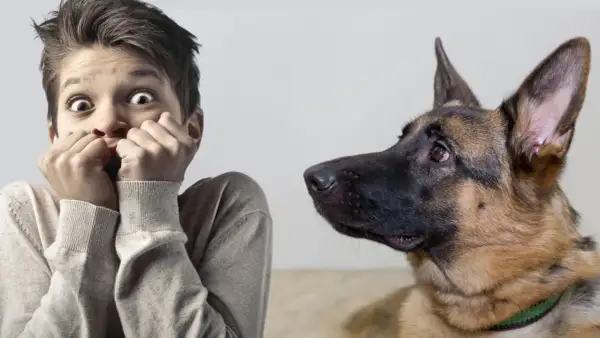 Un niño asustado mira a un perro. Aprende cómo quitar el miedo a un perro a las personas con paciencia y confianza.