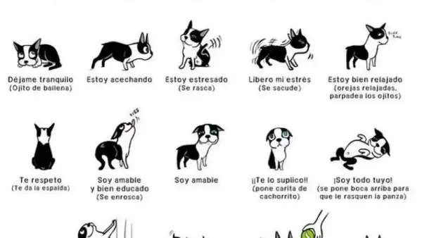 Ilustración de perros mostrando señales de calma y estrés. Cada dibujo representa una emoción canina, desde "Déjame tranquilo" hasta "Soy todo tuyo".