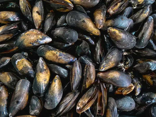 Montón de mejillones al vapor listos para ser disfrutados. Sus conchas oscuras y doradas brillan, prometiendo un sabor marino delicioso.