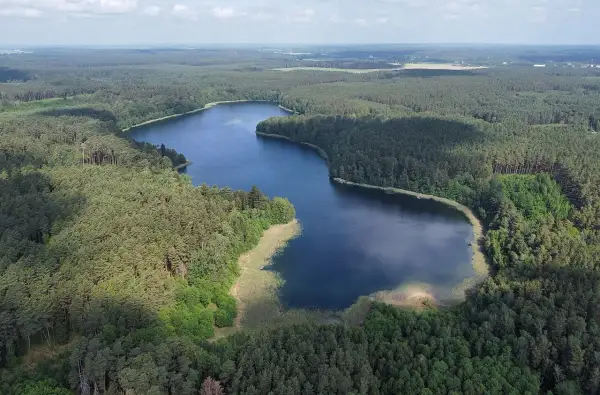 Malownicze jezioro Wilcze otoczone gęstym lasem sosnowym, z widocznymi trzcinami na brzegu.