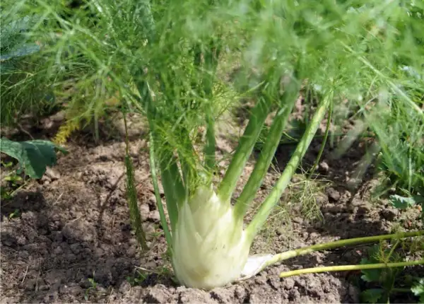 Una pianta di finocchio con bulbo bianco e foglie verdi piumose cresce nel terreno.