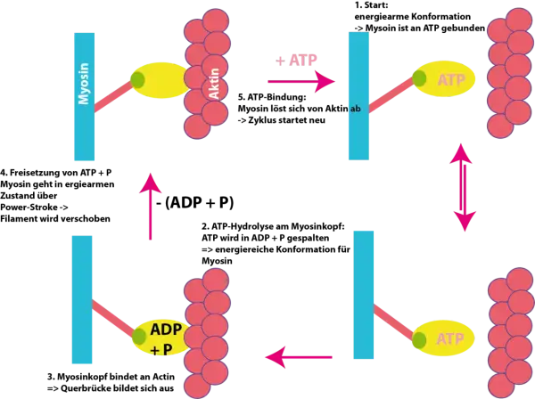 Schema der Gleittheorie der Muskelkontraktion: Myosin bindet an Aktin, löst sich mit ATP, bildet Querbrücken und verschiebt das Filament.