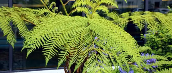 Gros plan sur les frondes luxuriantes d'une fougère arborescente, d'un vert vif, avec des touches de fleurs bleues en arrière-plan.