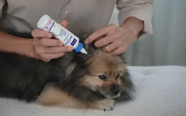 Persona aplica gotas en la oreja de un perro Pomerania para limpiar sus oídos.