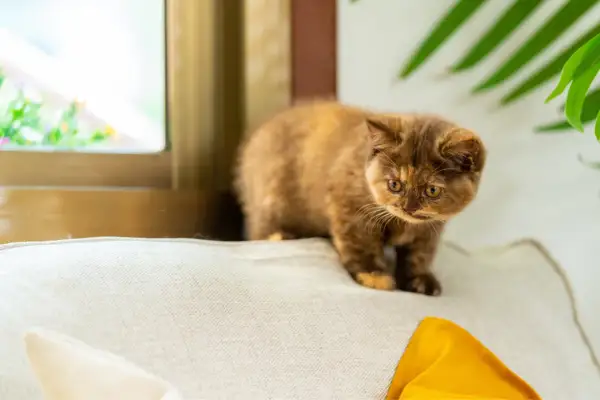 Un cucciolo di gatto dal pelo fulvo e occhi ambrati, perfetto tra le razze di gatti da appartamento, osserva curioso da un cuscino vicino a una finestra.